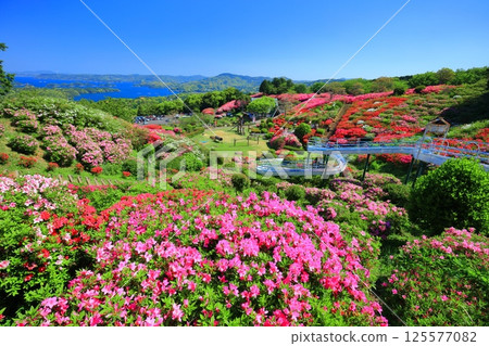 [長崎縣] 晴天的長串山公園和杜鵑花盛開（長串山杜鵑花節） 125577082