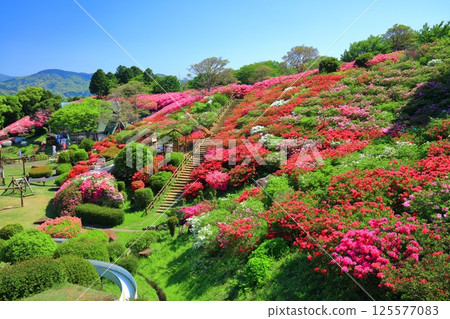 [長崎縣] 晴天的長串山公園和杜鵑花盛開（長串山杜鵑花節） 125577083