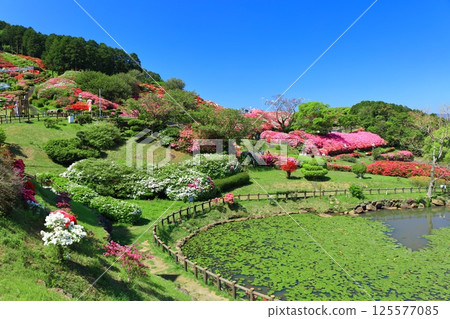 [Nagasaki Prefecture] Nagakushiyama Park on a sunny day and azaleas in full bloom (Nagakushiyama Azalea Festival) 125577085