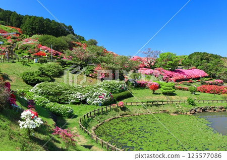 [Nagasaki Prefecture] Nagakushiyama Park on a sunny day and azaleas in full bloom (Nagakushiyama Azalea Festival) 125577086