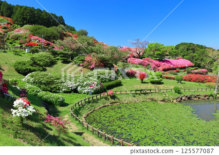 [Nagasaki Prefecture] Nagakushiyama Park on a sunny day and azaleas in full bloom (Nagakushiyama Azalea Festival) 125577087