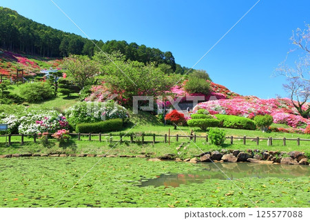 [長崎縣] 晴天的長串山公園和杜鵑花盛開（長串山杜鵑花節） 125577088