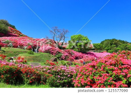 [Nagasaki Prefecture] Nagakushiyama Park on a sunny day and azaleas in full bloom (Nagakushiyama Azalea Festival) 125577090