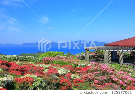 [Nagasaki Prefecture] Nagakushiyama Park on a sunny day and azaleas in full bloom (Nagakushiyama Azalea Festival) 125577091