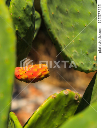 Blooming Opuntia cactus Blooming Opuntia cactus 125577235