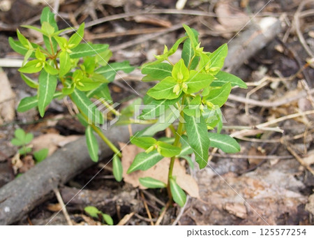 高田台花 125577254