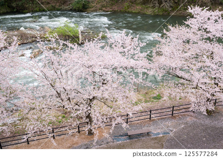 [Roadside Station Tainai] Cherry blossom trees blooming along the riverbed 125577284