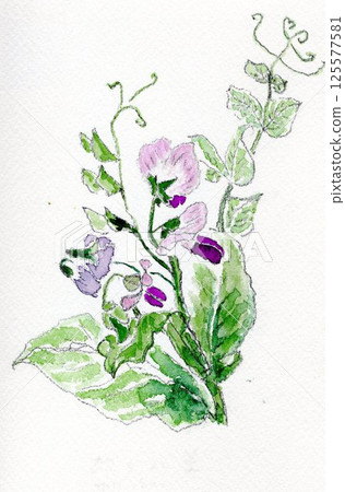 Pea flower hand-drawn illustration 125577581