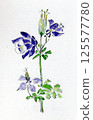 耬斗菜花手繪插圖 125577780