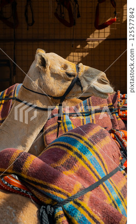 few camels in an enclosure under the oasis palm trees at a holiday resort few camels in an enclosure under the oasis palm trees at a holiday resort 125577842