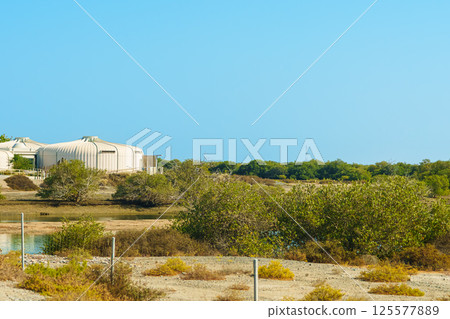 mangrove forest,The mangrove biome, often called the mangrove forest or mangal, is a distinct saline woodland or shrubland habitat characterized by depositional 125577889