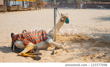 few camels in an enclosure under the oasis palm trees at a holiday resort few camels in an enclosure under the oasis palm trees at a holiday resort 125577896