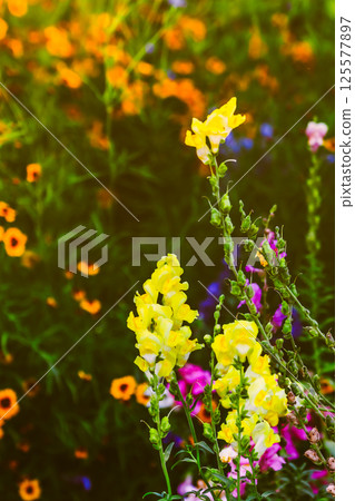 Colorful blooming flowers 125577897