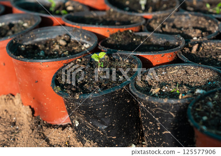 Potted green plants in garden, organic growing, greenhouse plants 125577906