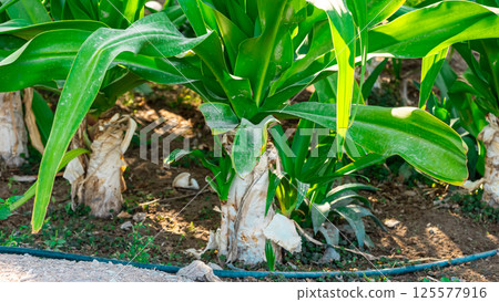 Baby vegetables planting in nursery greenhouse with drip irrigation water system, modern agricultural concept Baby vegetables planting in nursery greenhouse with drip irrigation water system, modern agricultural concept 125577916