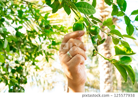 Hand picking lime from garden plots and putting them in wicker baskets to use in cooking. Soft and selective focus. Hand picking lime from garden plots and putting them in wicker baskets to use in cooking. Soft and selective focus. 125577938