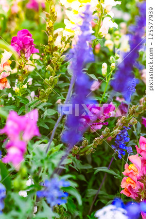 Colorful blooming flowers Colorful blooming flowers 125577939