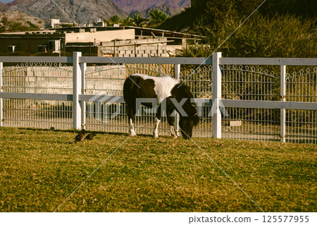 Horse grazing on meadow near farm yard Horse grazing on meadow near farm yard 125577955