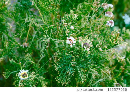 Colorful blooming flowers 125577956