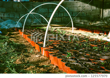 Potted green plants in garden, organic growing, greenhouse plants 125577970