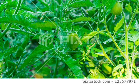 Green unripe tomatoes Green unripe tomatoes 125577971