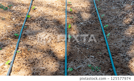 Baby vegetables planting in nursery greenhouse with drip irrigation water system, modern agricultural concept 125577974