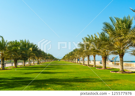 Kalba Corniche in Sharjah United Arab Emirates (UAE) on a beautiful day walking along the Gulf of Oman near the city. with beautiful yellow flowers 125577976