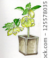 聖誕玫瑰花手繪插畫 125578035