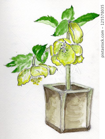 聖誕玫瑰花手繪插畫 聖誕玫瑰花手繪插畫 125578035