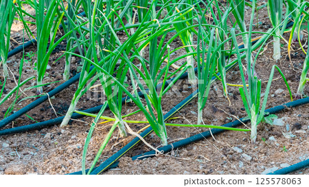 Baby vegetables planting in nursery greenhouse with drip irrigation water system, modern agricultural concept 125578063