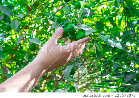 Hand picking lime from garden plots and putting them in wicker baskets to use in cooking. Soft and selective focus. Hand picking lime from garden plots and putting them in wicker baskets to use in cooking. Soft and selective focus. 125578072