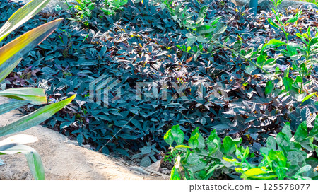 Baby vegetables planting in nursery greenhouse with drip irrigation water system, modern agricultural concept Baby vegetables planting in nursery greenhouse with drip irrigation water system, modern agricultural concept 125578077