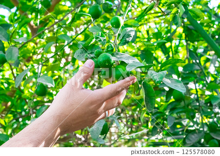 Hand picking lime from garden plots and putting them in wicker baskets to use in cooking. Soft and selective focus. 125578080