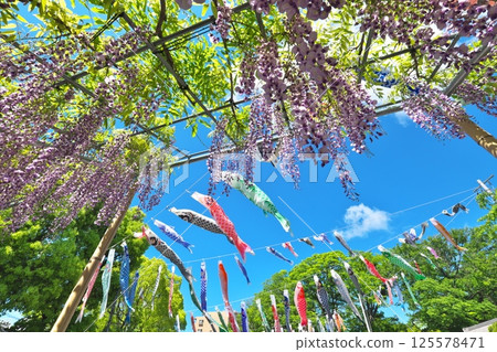 Carp streamers swimming among the Benkei wisteria and fresh greenery at Shirohata Shrine Carp streamers swimming among the Benkei wisteria and fresh greenery at Shirohata Shrine 125578471