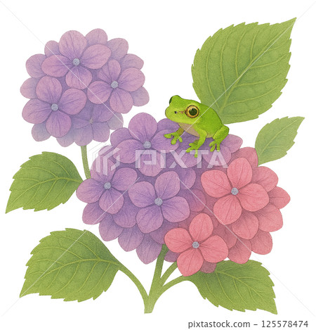 繡球花和青蛙 125578474