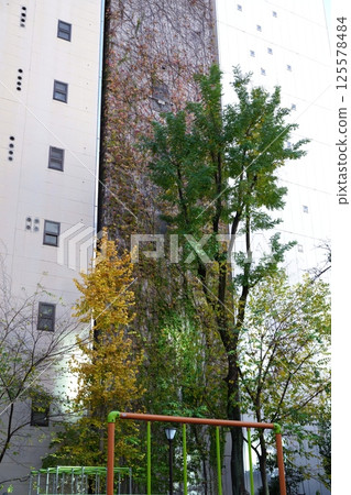 Urban park 125578484