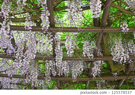  Wisteria flowers 125578537