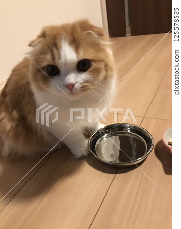 Scottish Fold wants to drink more water 125578585