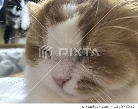 蘇格蘭折耳貓面朝上睡覺 蘇格蘭折耳貓面朝上睡覺 125578586