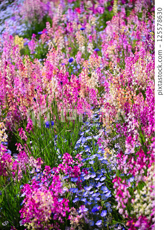 Satoyama Garden filled with spring flowers 125578630