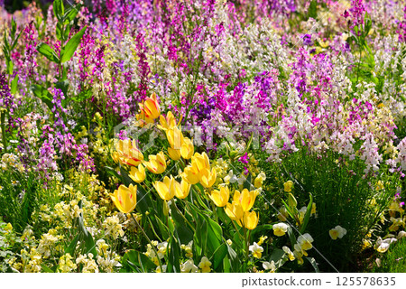 Satoyama Garden filled with spring flowers 125578635