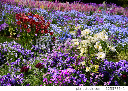 Satoyama Garden filled with spring flowers 125578641