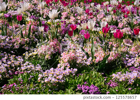 Satoyama Garden filled with spring flowers 125578657