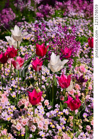 Satoyama Garden filled with spring flowers Satoyama Garden filled with spring flowers 125578659