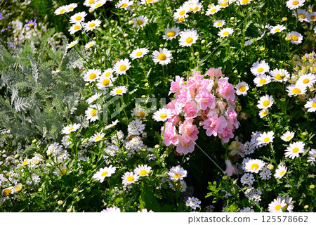 春天百花盛開的里山花園 春天百花盛開的里山花園 125578662