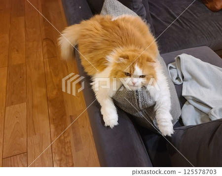 Scottish Fold relaxing too much on the sofa Scottish Fold relaxing too much on the sofa 125578703