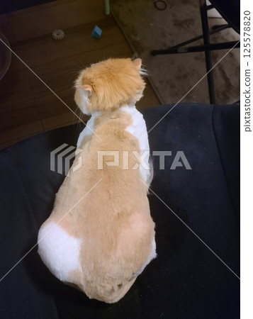 Back view of a Scottish Fold with a summer cut 125578820