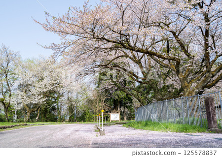 【新莊櫻花季】一排櫻花樹開始飄落 125578837