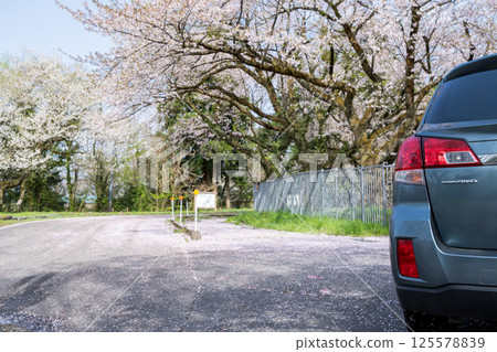 [Sakura-lined street in Shinjo] Cherry blossoms starting to fall and cars 125578839