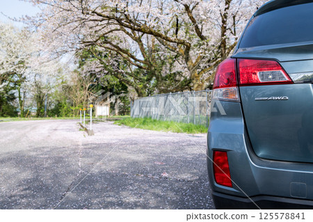 【新莊櫻花街】櫻花飄落,車流湧動 【新莊櫻花街】櫻花飄落,車流湧動 125578841